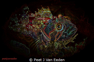 Creative Image of a Klipvis by Peet J Van Eeden 